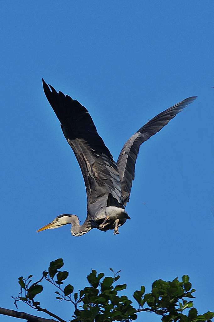 Graureiher beim Abflug vom Nest