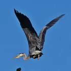 Graureiher beim Abflug vom Nest