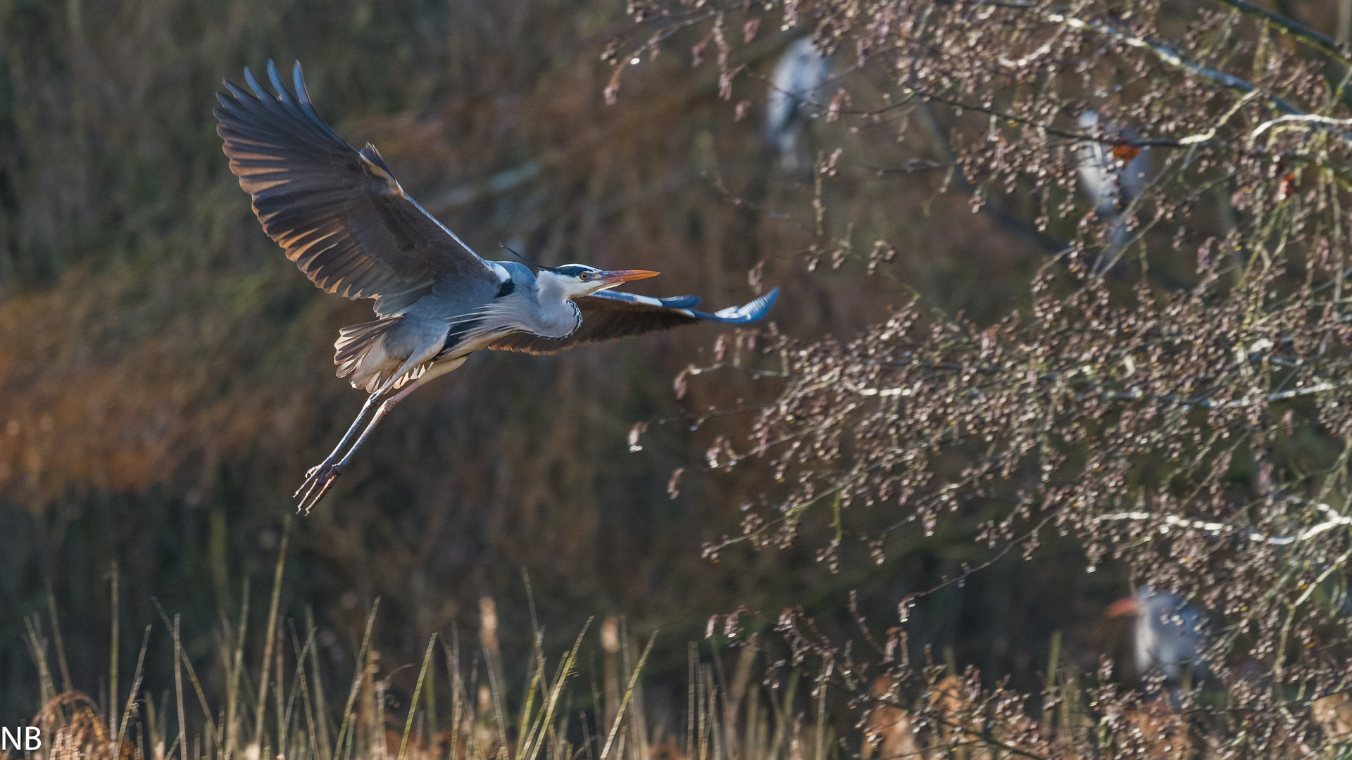 "Graureiher beim Anflug auf eine Ansitzwarte im Baum 2024"