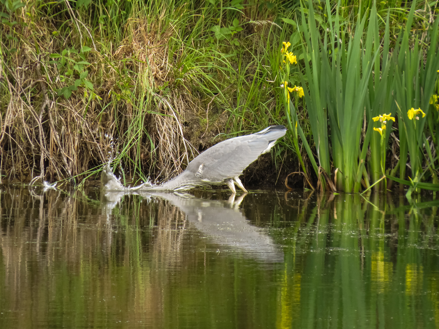 Graureiher beim Fang der Beute