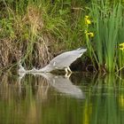 Graureiher beim Fang der Beute