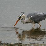 Graureiher beim Fang eines Fisches