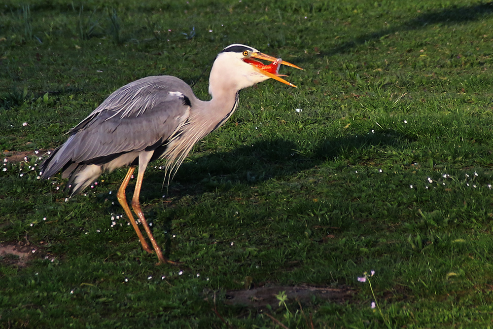 Graureiher beim "Fisch-Verschlingen"