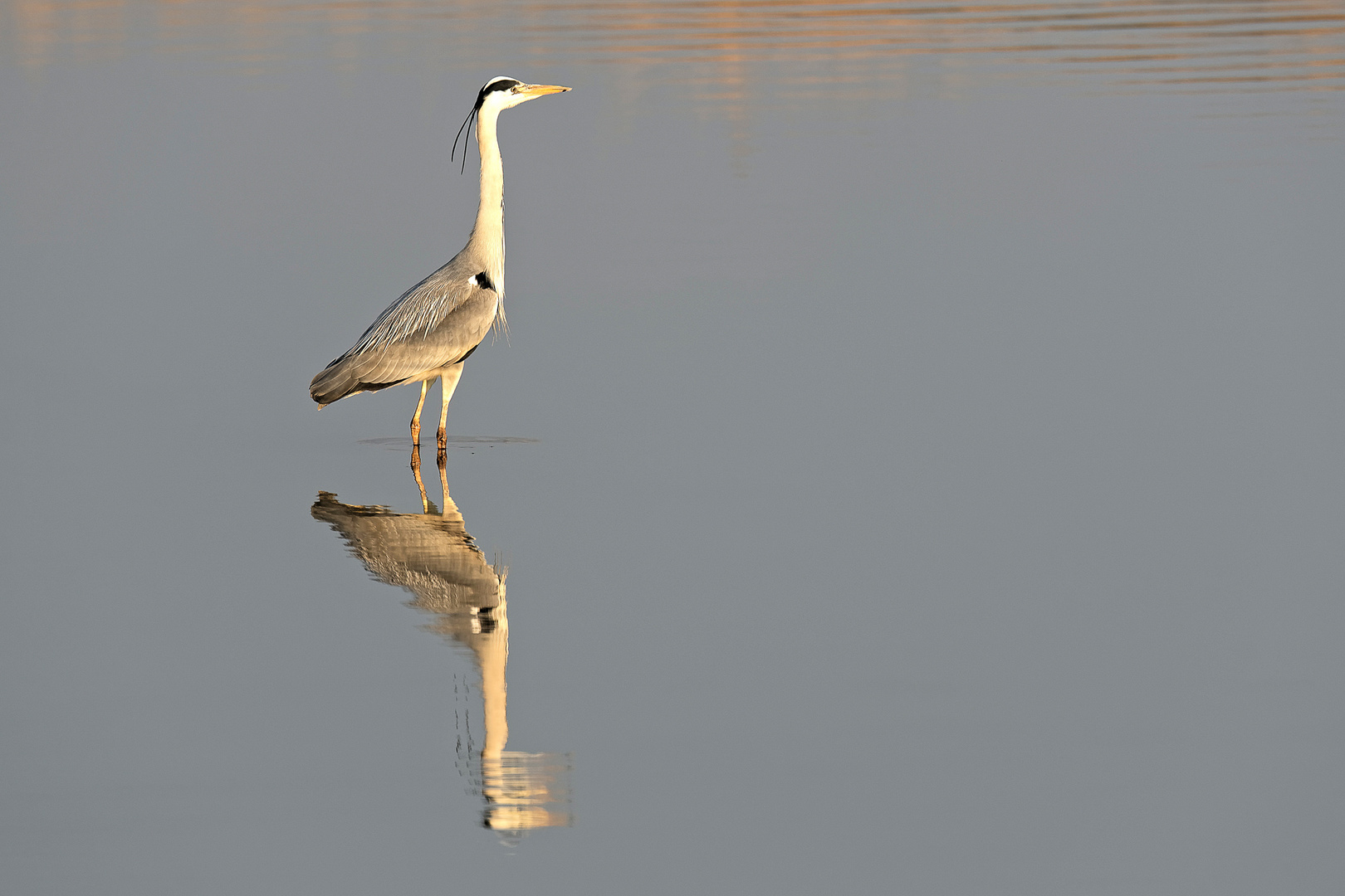 Graureiher beim fischen....