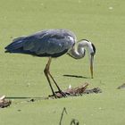 Graureiher beim Fischen