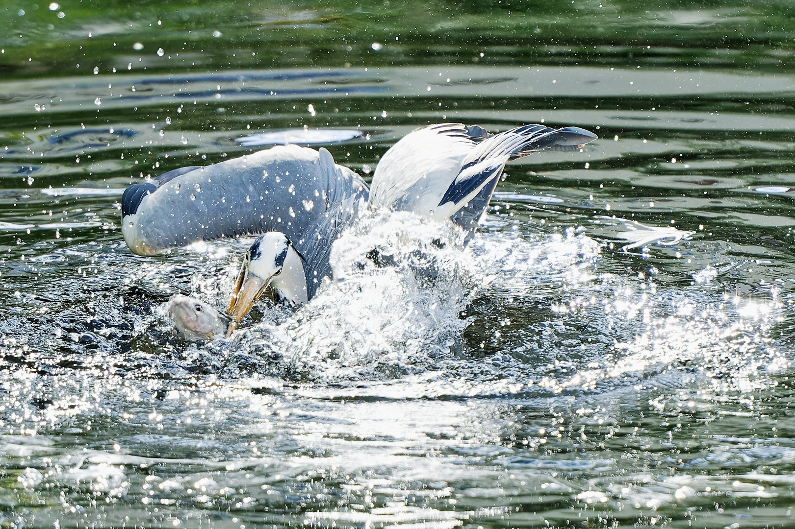 Graureiher beim Fischen 2