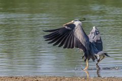 Graureiher beim fischen