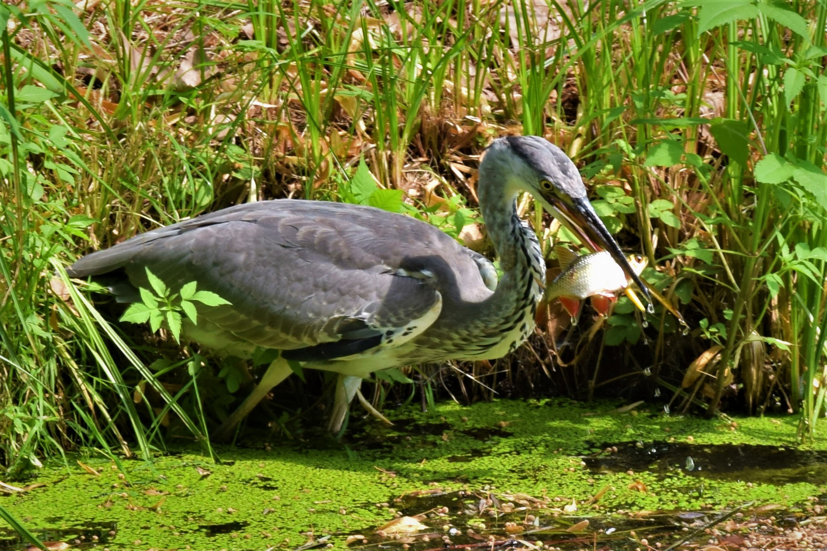 Graureiher beim fischen