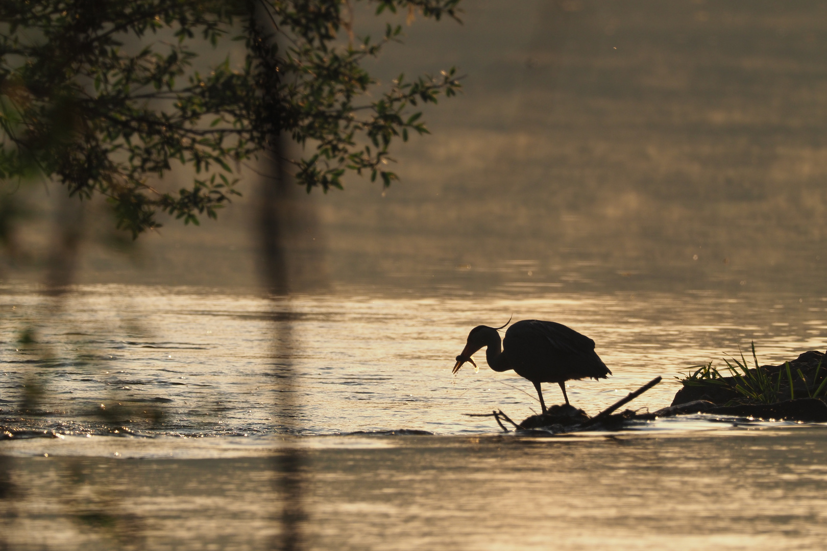 Graureiher beim Fischen