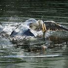 Graureiher beim Fischen