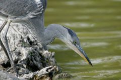 Graureiher beim Fischen