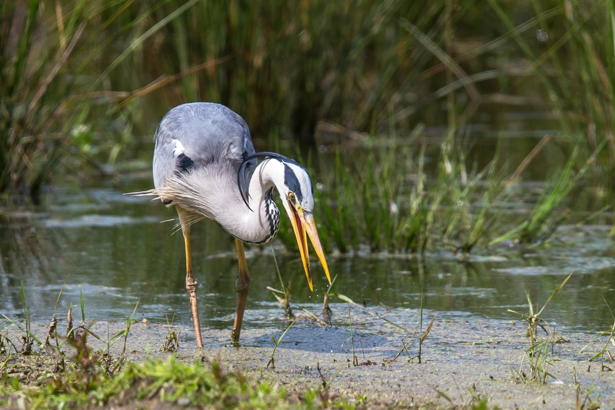 Graureiher beim Fischen