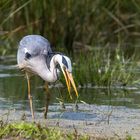 Graureiher beim Fischen