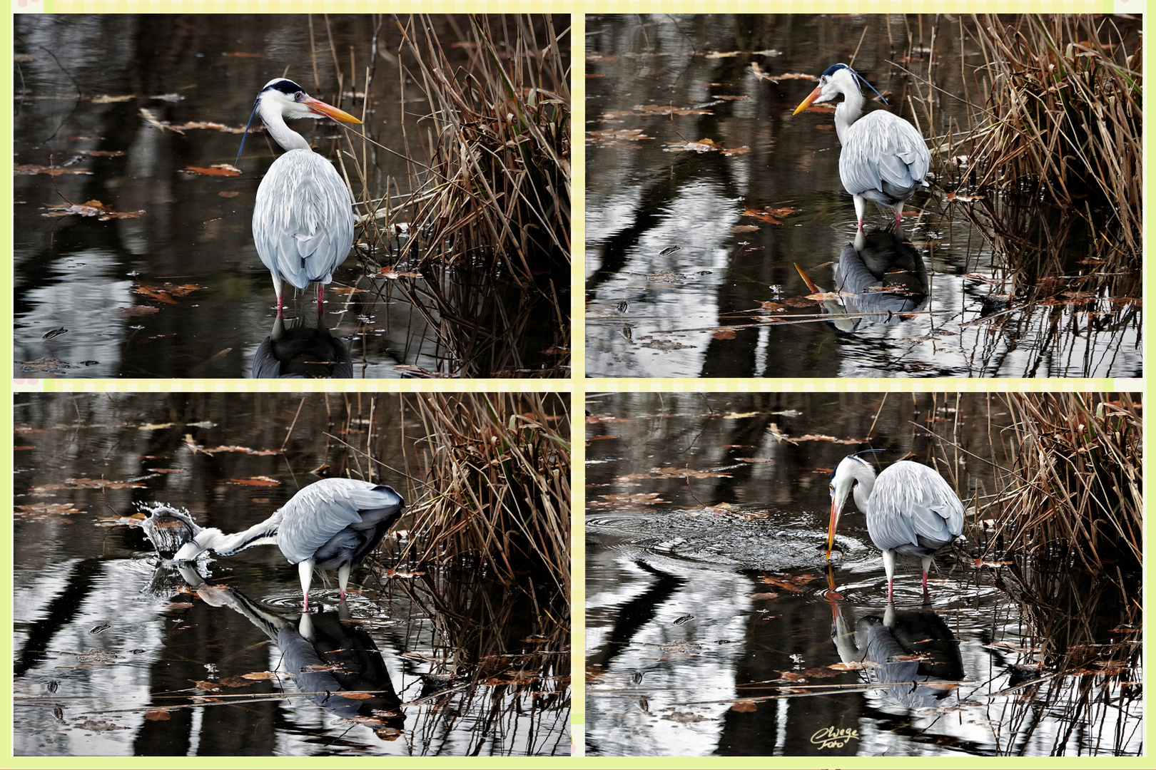 Graureiher beim Fischfang