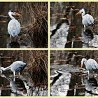 Graureiher beim Fischfang