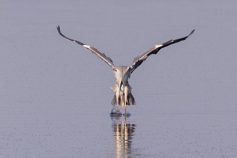 Graureiher beim Fischfang