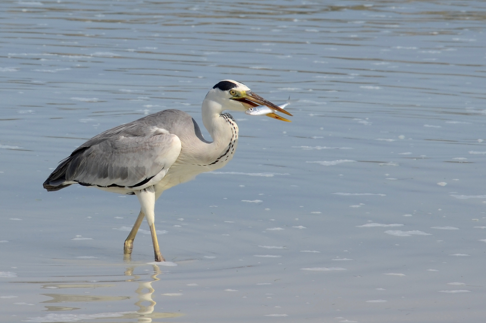 Graureiher beim Fischfang