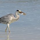 Graureiher beim Fischfang