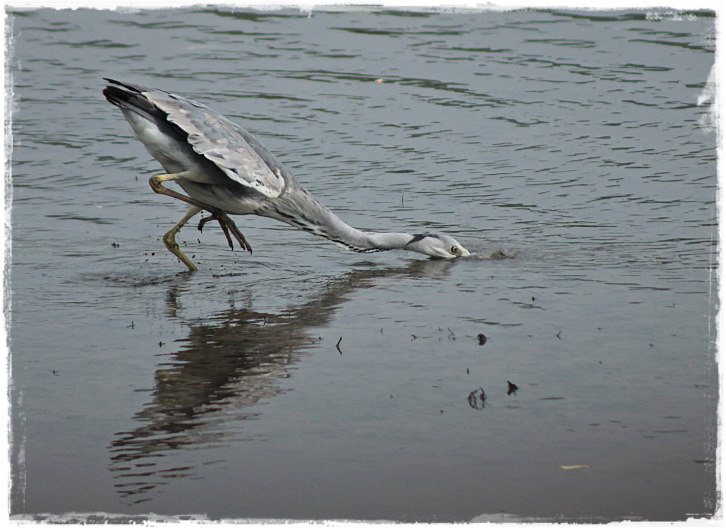 Graureiher beim Fischfang