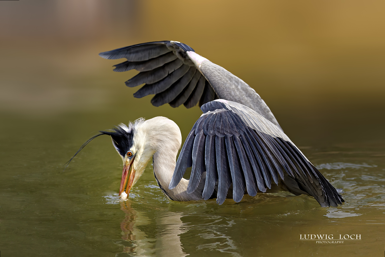 Graureiher beim Fischfang