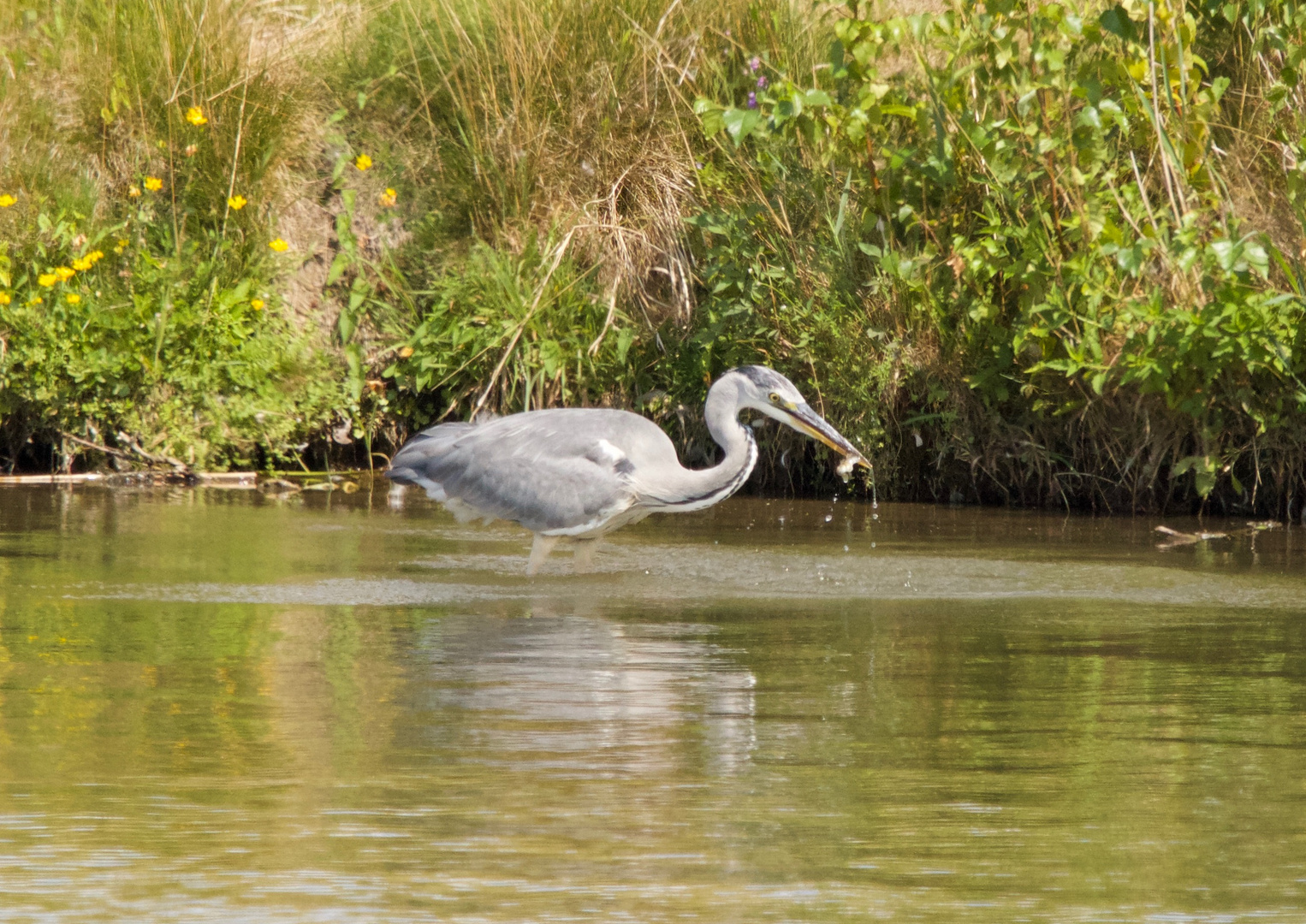 Graureiher beim Fischfang