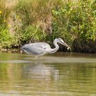 Graureiher beim Fischfang