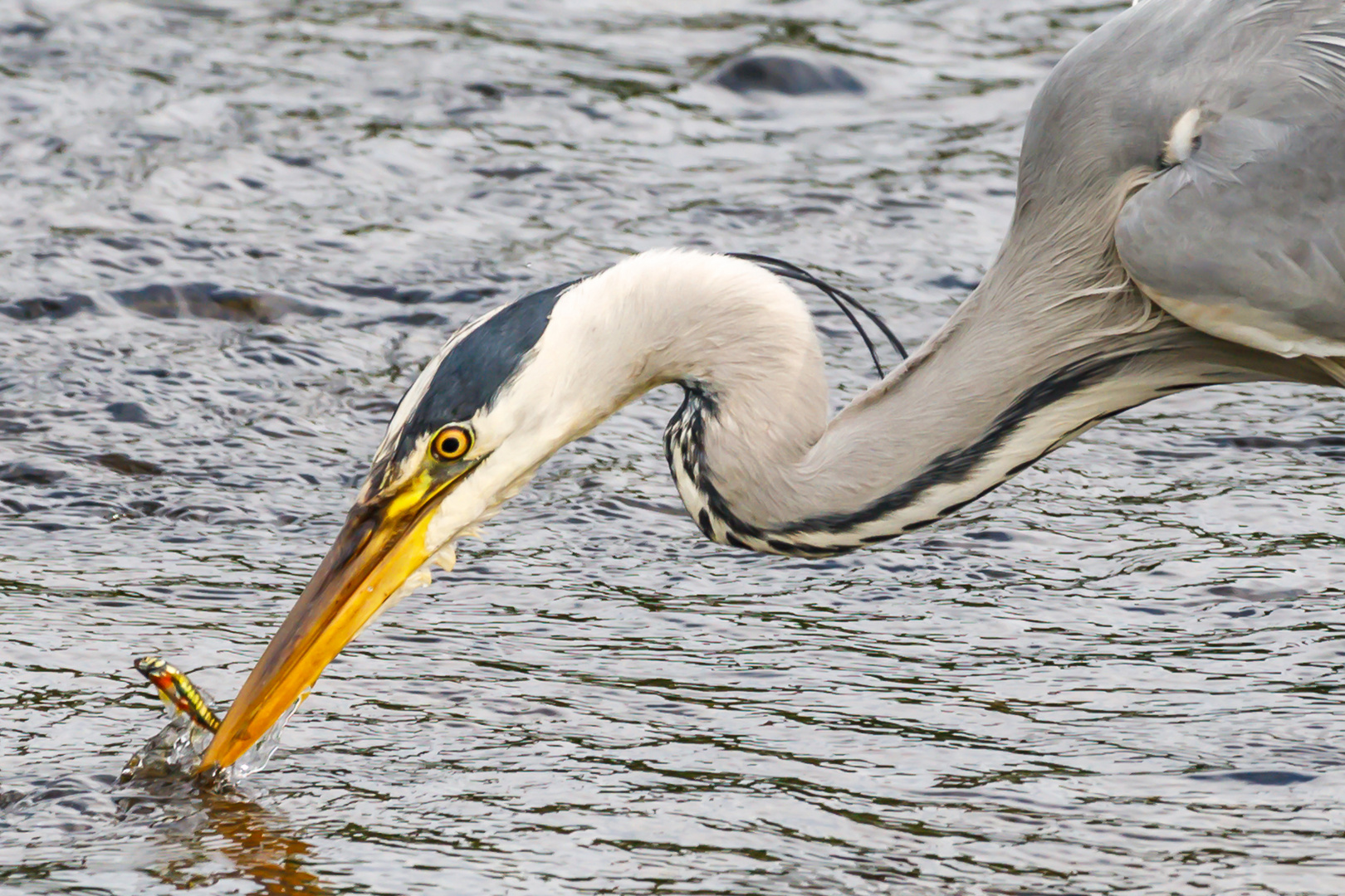 Graureiher beim Fischfang