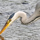 Graureiher beim Fischfang