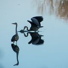 Graureiher beim Fischfang