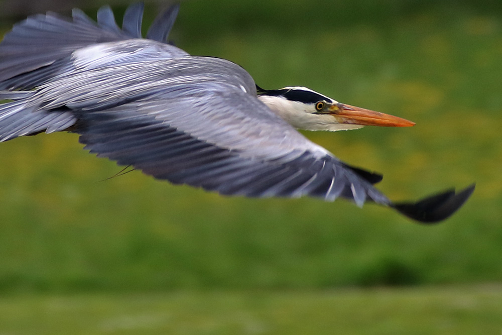 Graureiher beim Flug Foto & Bild | tiere, wildlife, wild lebende vögel Bilder auf fotocommunity