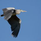 Graureiher beim Flug