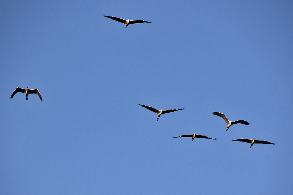 Graureiher beim Flug am blauen Himmel