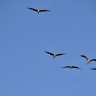 Graureiher beim Flug am blauen Himmel