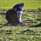 Graureiher beim Flug über die Wiese.....