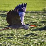 Graureiher beim Flug über die Wiese.....