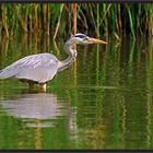 Graureiher beim Jagen (Ardea cinerea)