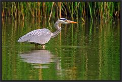 Graureiher beim Jagen (Ardea cinerea)