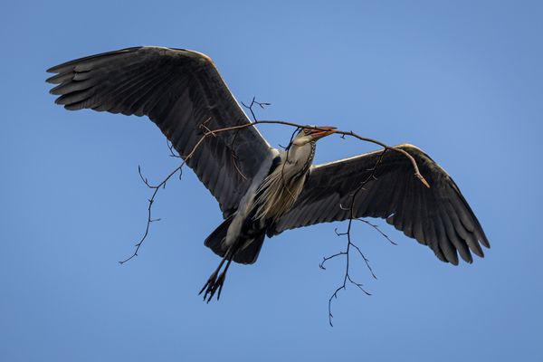Graureiher beim Nestbau 