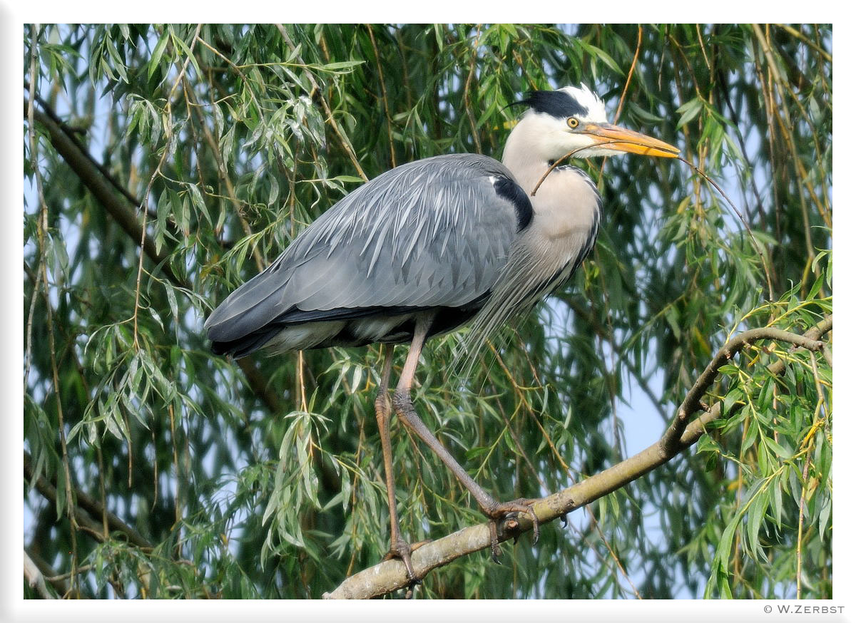 _ Graureiher beim Nestbau - ( Ardea cinerea )