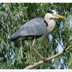 _ Graureiher beim Nestbau - ( Ardea cinerea )