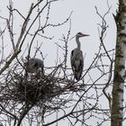 Graureiher beim Nestbau