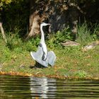 Graureiher beim Sonnenbad