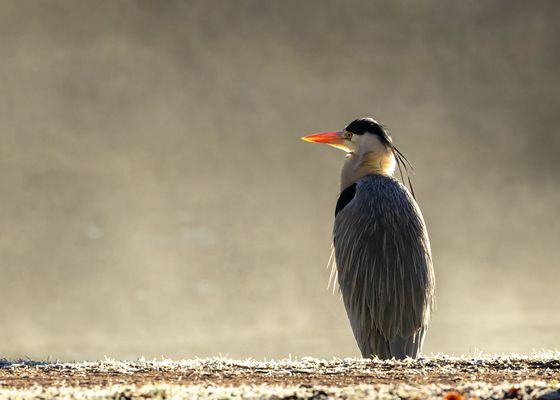 Graureiher beim Sonnenbaden