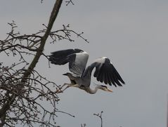 Graureiher beim Start aus dem Kirschbaum