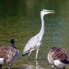 Graureiher besucht die Kanadier