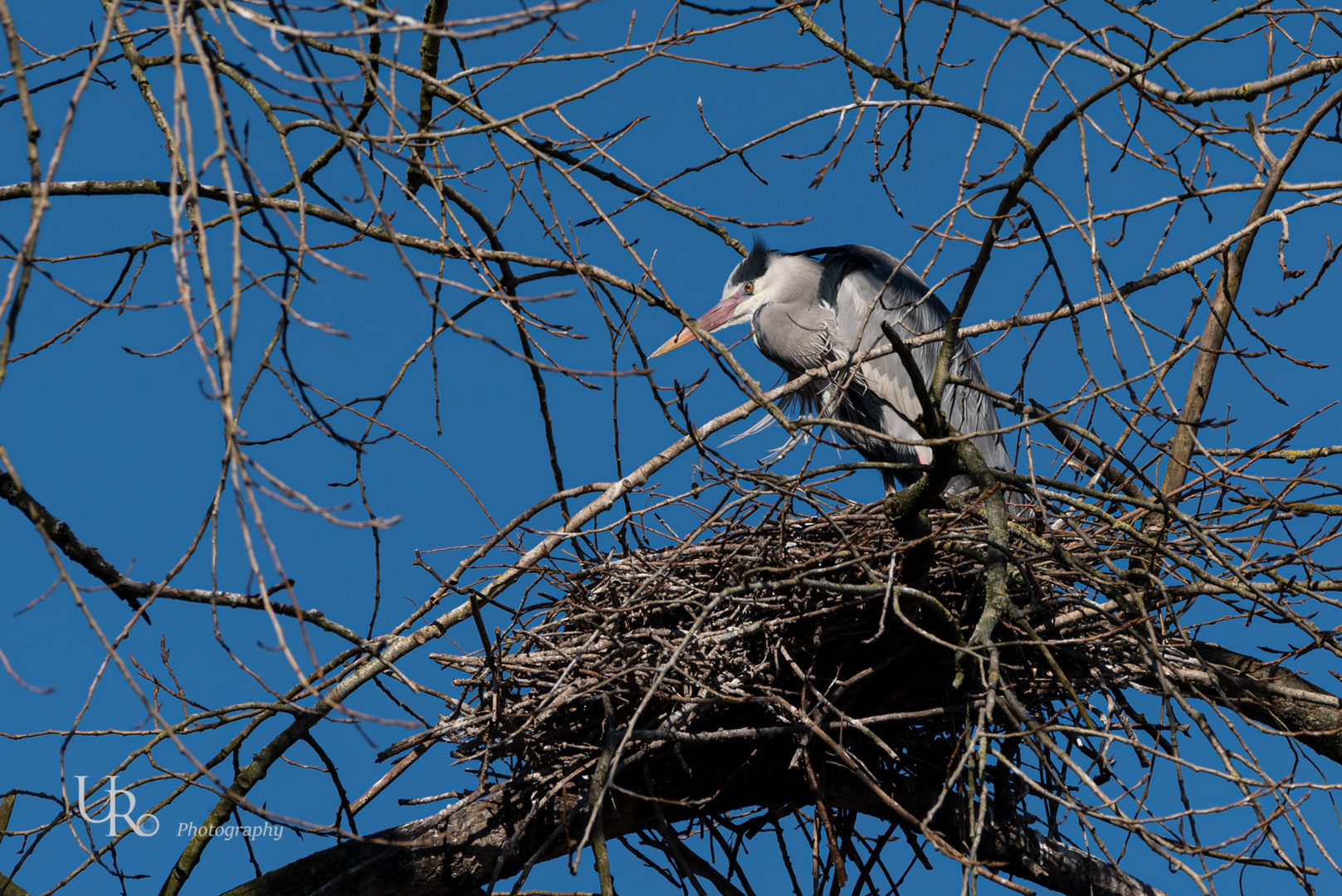 Graureiher bewacht sein Nest 