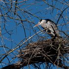 Graureiher bewacht sein Nest 