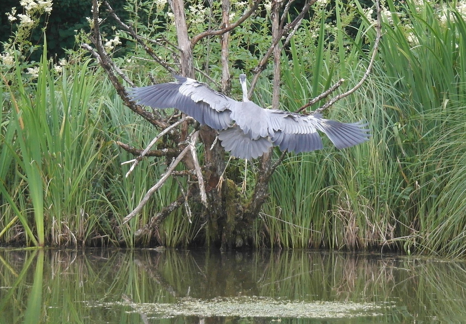 Graureiher bim Landeanflug