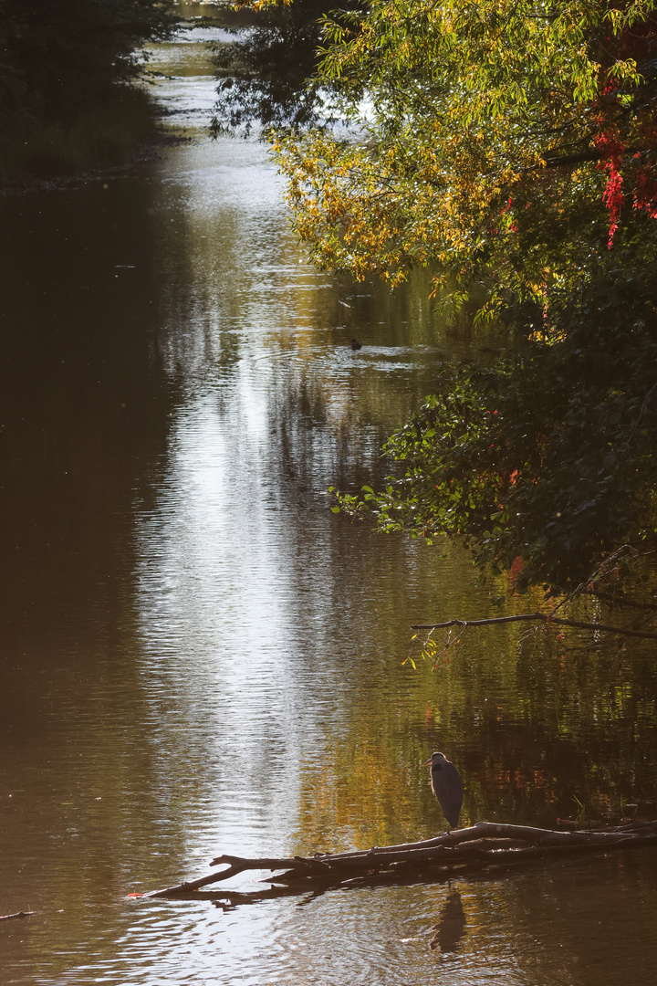 Graureiher blickt auf herbstlichen Fluss