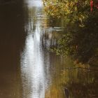 Graureiher blickt auf herbstlichen Fluss